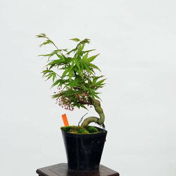 盆栽素材苗：珊瑚閣(サンゴカク)紅葉　現品　*もみじ　モミジ　Acer momiji bonsai 小品盆栽