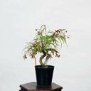 盆栽素材苗：七五三紅葉　現品　*もみじ　モミジ　Acer momiji bonsai 小品盆栽