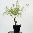 盆栽素材苗：七五三紅葉　現品　*もみじ　モミジ　Acer momiji bonsai 小品盆栽