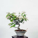 ~́F[Rǂ(PD)@i*JChE Miyanakaidou bonsai i~