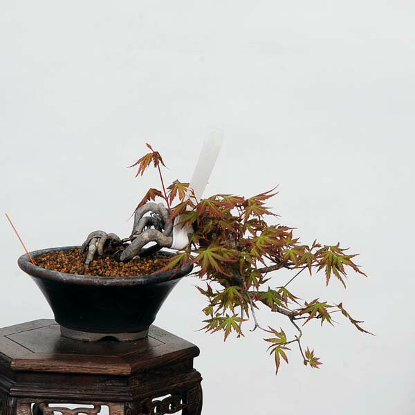 盆栽 特選：山紅葉　現品*山もみじ　モミジ　Momiji bonsai 小品盆栽