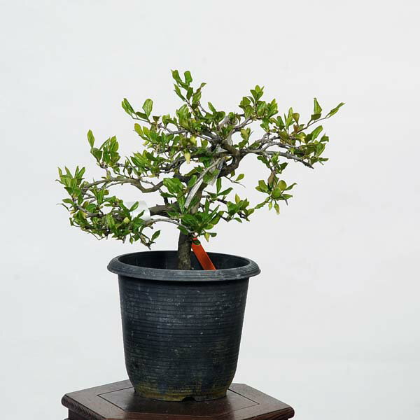 盆栽素材苗：老爺柿(ろうや柿)雄木　現品　*ロウヤ　オス　おす bonsai 小品盆栽