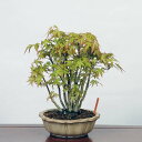 盆栽 ：山紅葉寄せ　現品*山もみじ　モミジ　Momiji bonsai 中品盆栽