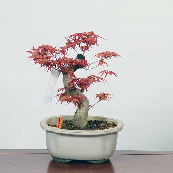 盆栽 ：紅千鳥もみじ（ベニチドリモミジ）現品*紅葉　Benichidori-Momiji bonsai 中品盆栽