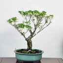 ~́Fǂ i*cNhE_ccW bonsai i~