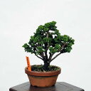 ~́FΉO(Ђ̂)@i@*qmL@Chamaecyparis@Hinoki bonsai ~j~