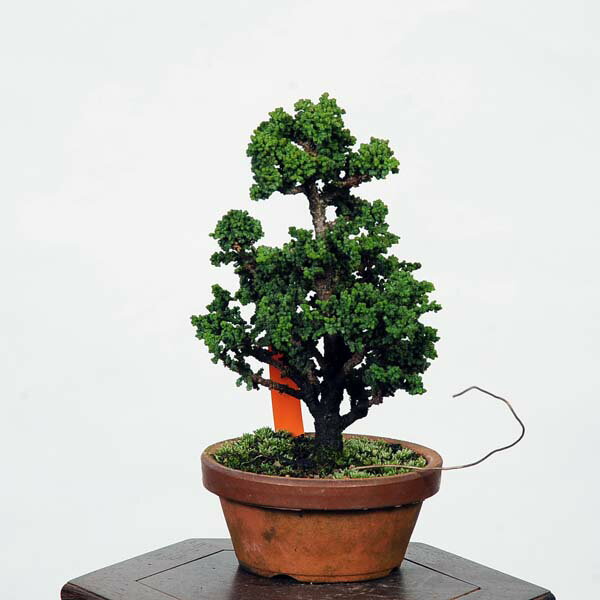 盆栽：石化桧(ひのき)　現品　*ヒノキ　Chamaecyparis　Hinoki bonsai ミニ盆栽