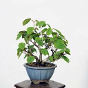 盆栽：土佐水木（トサミズキ）　現品*とさみずき　Corylopsis spicata　Tosamizuki bonsai 小品盆栽