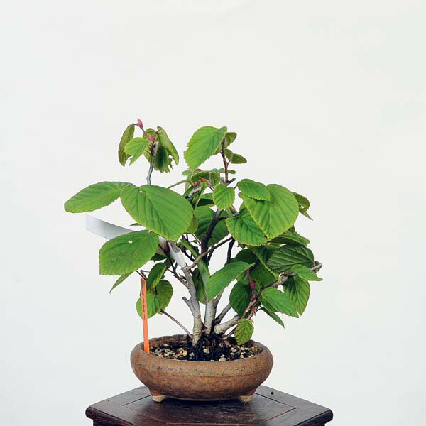 ~́Fy؁igT~YLj@i*Ƃ݂@Corylopsis spicata@Tosamizuki bonsai i~