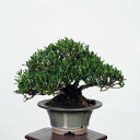 盆栽 特選：実成梔子(くちなし)　現品*クチナシ Rubiaceae Gardenia Minarikuchinashi bonsai 小品盆栽