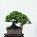 盆栽：特選糸魚川真柏 現品* (鉢カケ有)しんぱく　シンパク Sabina chinesis　Shinpaku bonsai 小品盆栽