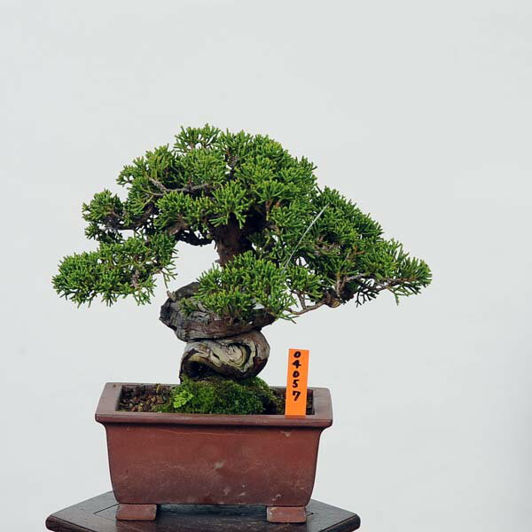 盆栽：特選糸魚川真柏 現品* しんぱく　シンパク Sabina chinesis　Shinpaku bonsai 小品盆栽