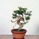 ~́F^ i* ς@VpN Sabina chinesis@Shinpaku bonsai i~