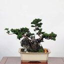 ~ IFΉOΕt(Ђ̂)@i@*qmL@Chamaecyparis@Hinoki bonsai i~