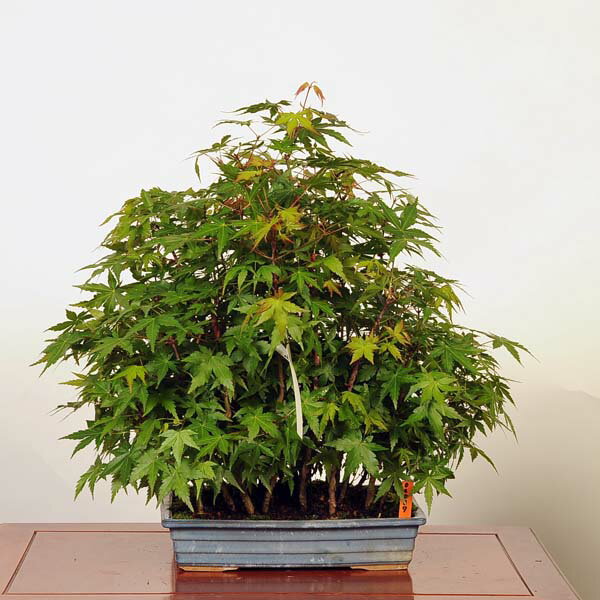 盆栽 ：山紅葉寄せ　現品*山もみじ　モミジ Acer　Momiji bonsai 中品盆栽