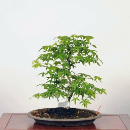 盆栽 ：青柳もみじ（アオヤギモミジ）現品*紅葉　Aoyagi-Momiji bonsai 中品盆栽