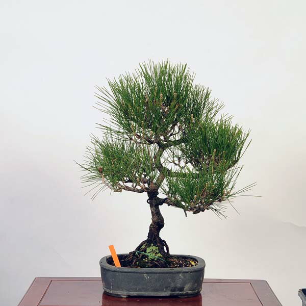 盆栽 ：三河黒松*　現品 くろまつ　クロマツ　Kuromatsu bonsai 中品盆栽