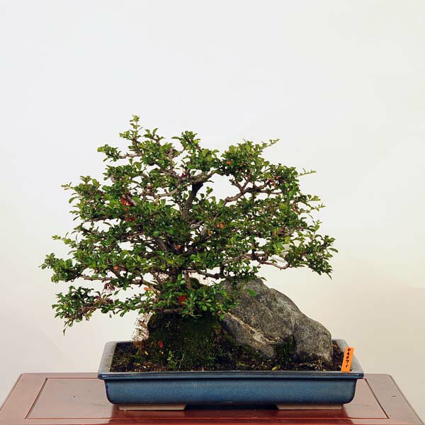 盆栽 特選：長寿梅石付(チョウジュバイ)　現品*ちょうじゅばい　Cyoujyubai bonsai 中品盆栽