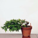 盆栽：山紅葉　現品*山もみじ　モミジ　Momiji bonsai 中品盆栽