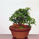 盆栽：皐月(日光)現品*さつき　サツキ Rhododendron indicum　Satsuki bonsai 中品盆栽