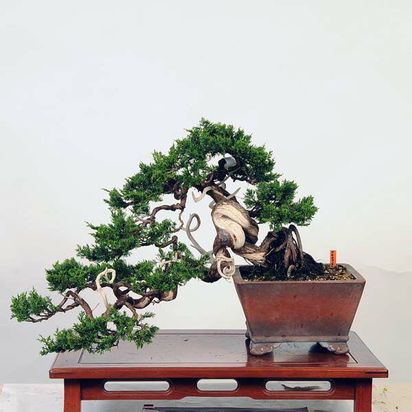 盆栽：特選糸魚川真柏 現品* しんぱく　シンパク Sabina chinesis　Shinpaku bonsai 中品盆栽