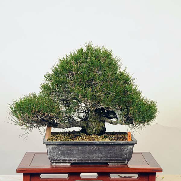 盆栽 特選：三河黒松*　現品 くろまつ　クロマツ　Kuromatsu bonsai 中品盆栽 1