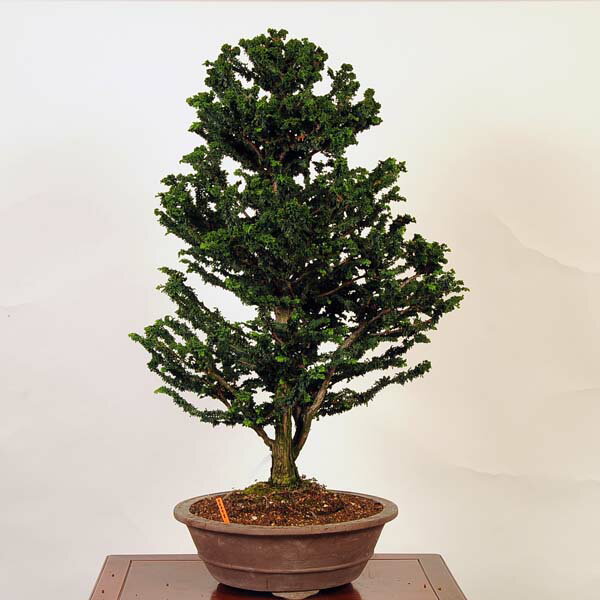盆栽 ：石化桧(ひのき)　現品　*ヒノキ　Chamaecyparis　Hinoki bonsai 大品盆栽 大型ヤマト便配送