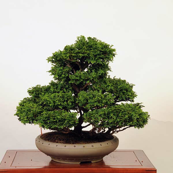 盆栽 特選：津山桧（ひのき）　現品*　ヒノキ　hinoki bonsai 中品盆栽
