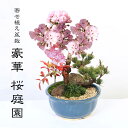 寄せ植え盆栽：豪華桜庭園*＜萬古焼輪花青深鉢＞（2024年開花終了）苔と砂と石付き 景色盆栽 一才桜 鉢植え 和 お花見 誕生日 祝 プレゼントにもbonsai