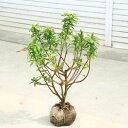 庭木・植木:沈丁花(ジンチョウゲ) 白花* 根巻(地中ポット)じんちょうげ