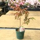 庭木・植木 庭木苗:紅羽衣(赤羽衣もみじ)べにはごろも はごろも もみじ 紅葉 緑ポット