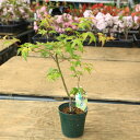 庭木・植木 庭木苗:小紋錦モミジ(こもんにしきもみじ)*コモンニシキ こもんにしき もみじ 紅葉 緑ポット