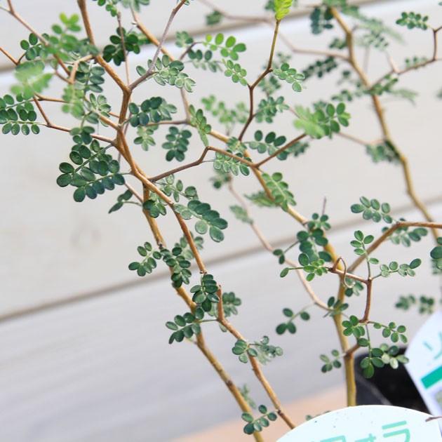 ���տ�ʪ���ޤ֤꤬�İ��餷�����ݶ̥��ե���(��������)*���ھƤ��������