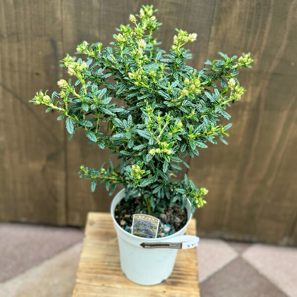 Rakuten - おしゃれ 観葉植物 鉢花：セアノサス*5号　カリフォルニアライラック