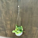 おしゃれ 観葉植物:ペペロミア グラベラ*ココヤシポット 吊り