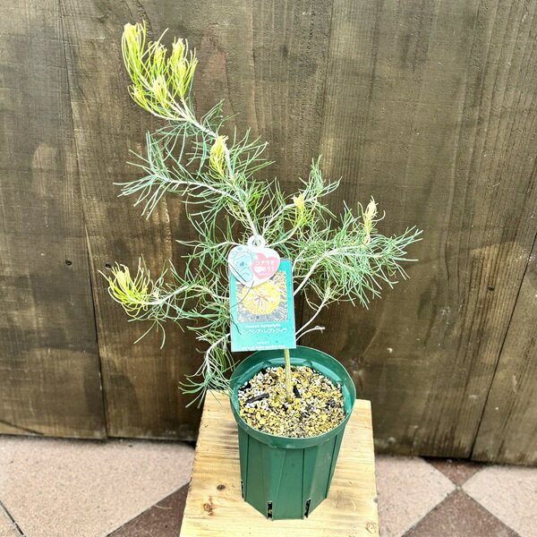 観葉植物 鉢花 苗：バンクシア レプトフィラ*5号　Banksia Leptophylla