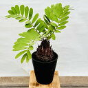 ソテツ おしゃれ 観葉植物：メキシコソテツ ザミア*7号 セラアート