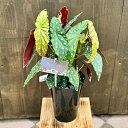 おしゃれ　観葉植物：ベゴニア マクラータ*Begonia maculata 5号