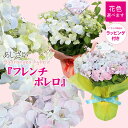 【4月に贈る母の日】花色選べます：アジサイ フレンチボレロ*ラッピング付 紫陽花