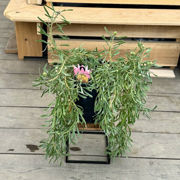 オージープランツ 観葉植物 鉢花：リューコスペルマム カリプソゴールド*リュウコスペルマム ピンクッション 現品をお届け