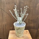 おしゃれ 観葉植物 鉢花：ディクラスティリス　グロブフローラ 鉢植え 受皿付*モスポット 飾り石