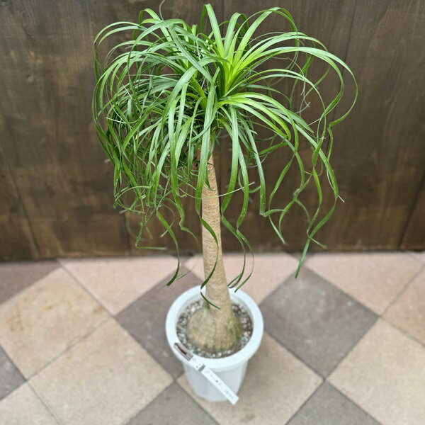 観葉植物 ノリナ：ポニーテール トックリラン*8号 現品をお届け 1番