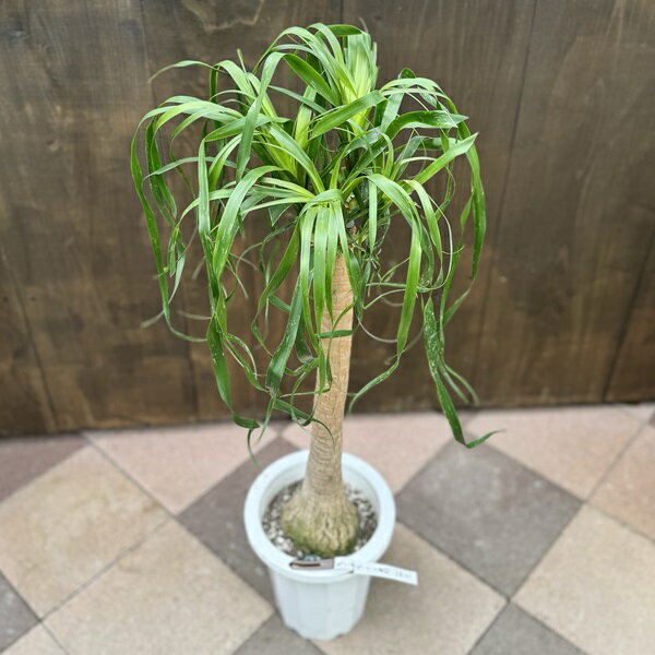 観葉植物 ノリナ：ポニーテール トックリラン*8号 現品をお届け 2番