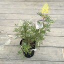 花苗 観葉植物：グレビレア ピーチアンドクリーム*オージープランツ Grevillea Peaches and Cream'