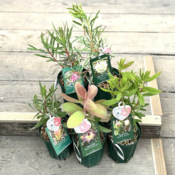 おしゃれ 観葉植物 花苗：プロテア*4号 Protea　品種選べます