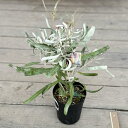 観葉植物 鉢花 苗：バンクシア メンジーシー*6号　Banksia menziesii