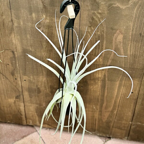 おしゃれ　観葉植物　エアープランツ：チランジア　ストラミネア シックリーフ L*吊り鉢
