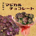 まだ間に合う 母の日 ギフト プレゼント ：アジサイ　マジカルチョコレート*ラッピング付　紫陽花