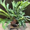 おしゃれ　観葉植物：ビカクシダ　コウモリラン　ネザーランド*9号黒プラ　現品をお届け