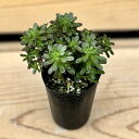 おしゃれ　観葉植物：アエオニウム　小人の花束*プラポット
